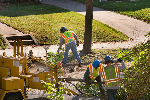 Residential Tree Removal